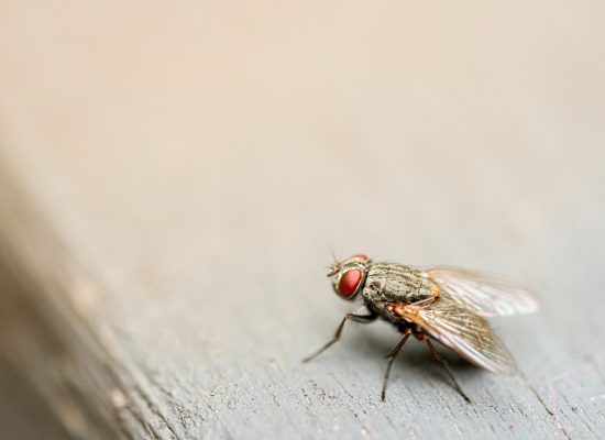A fly from an infestation in the office space