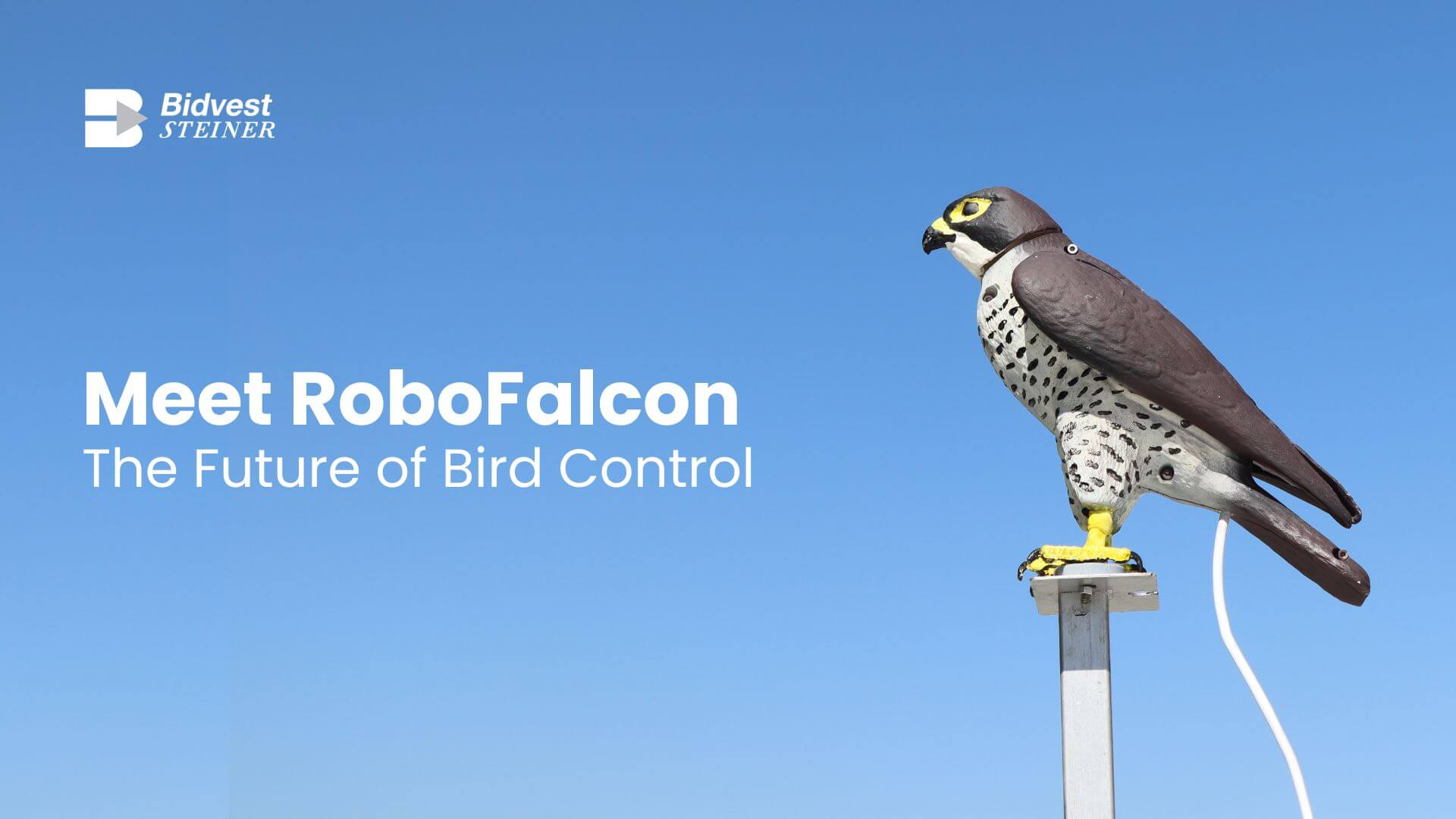 Peregrine Falcon Bird sitting on a pole