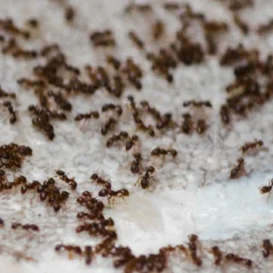Steiner Ant Treatment Product Image
