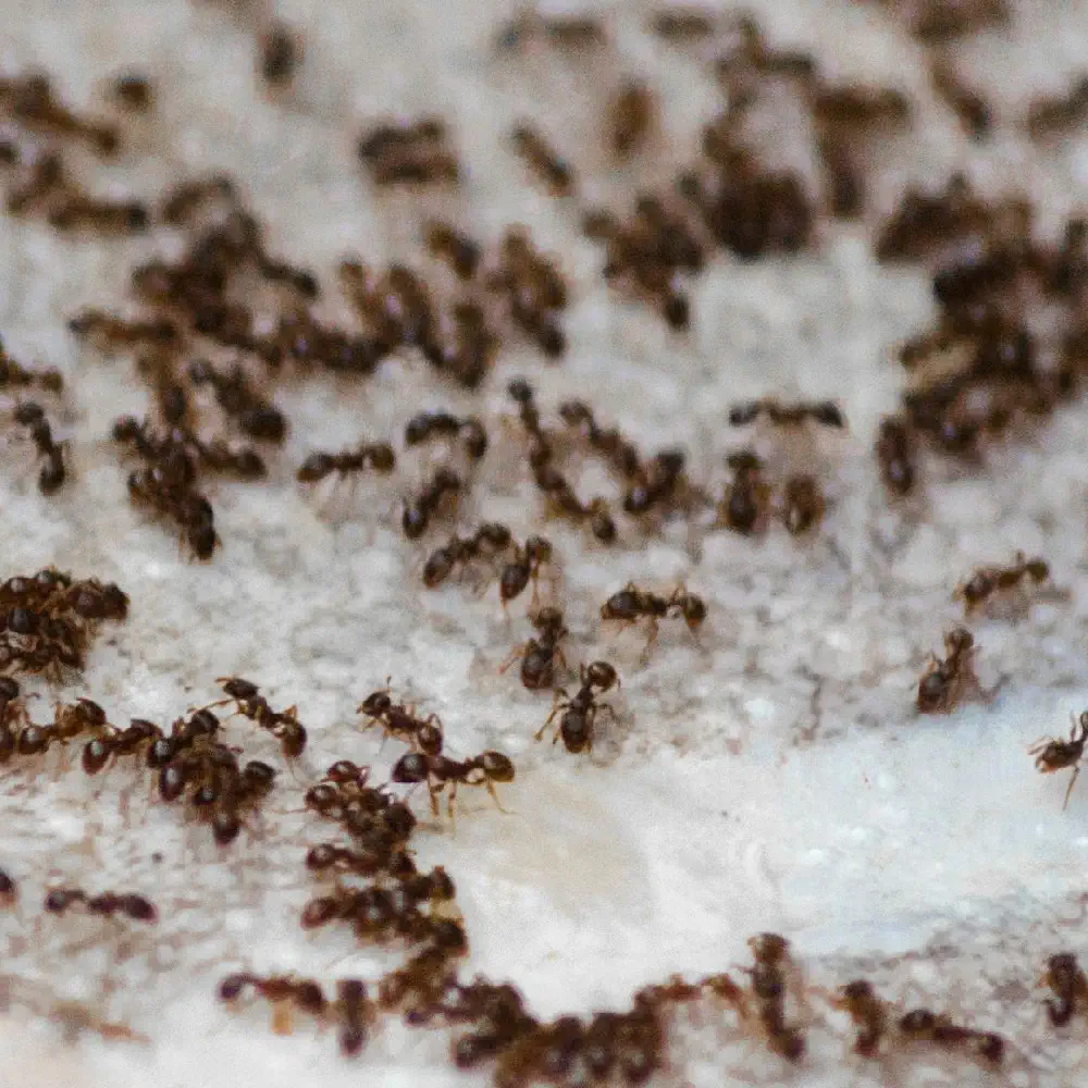 Steiner Ant Treatment Product Image