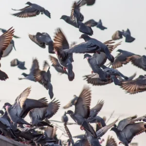 Steiner Bird Control Product Image