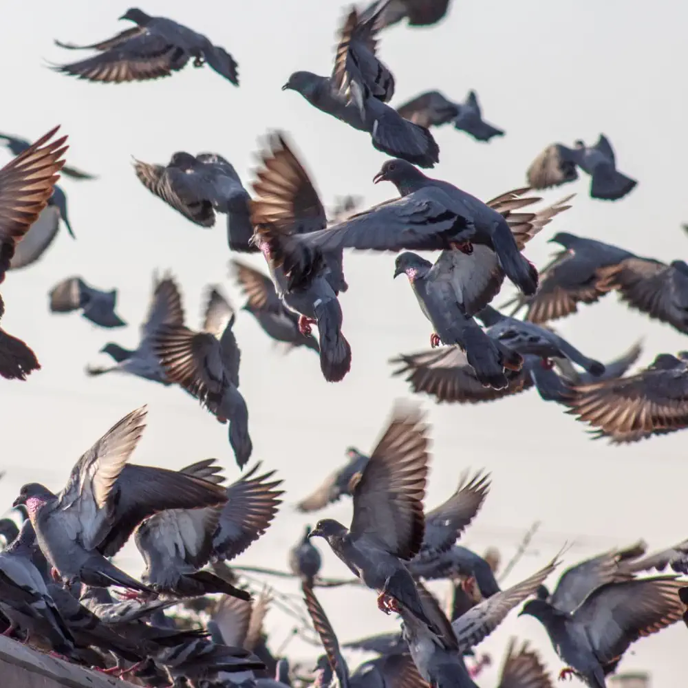 Steiner Bird Control Product Image