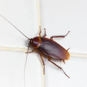 Cockroach Treatment
