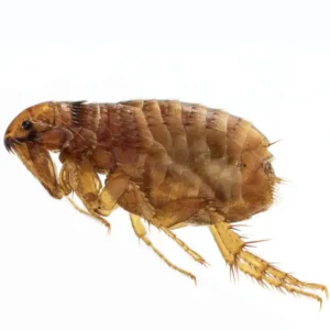 Steiner Flea Treatment Product Images