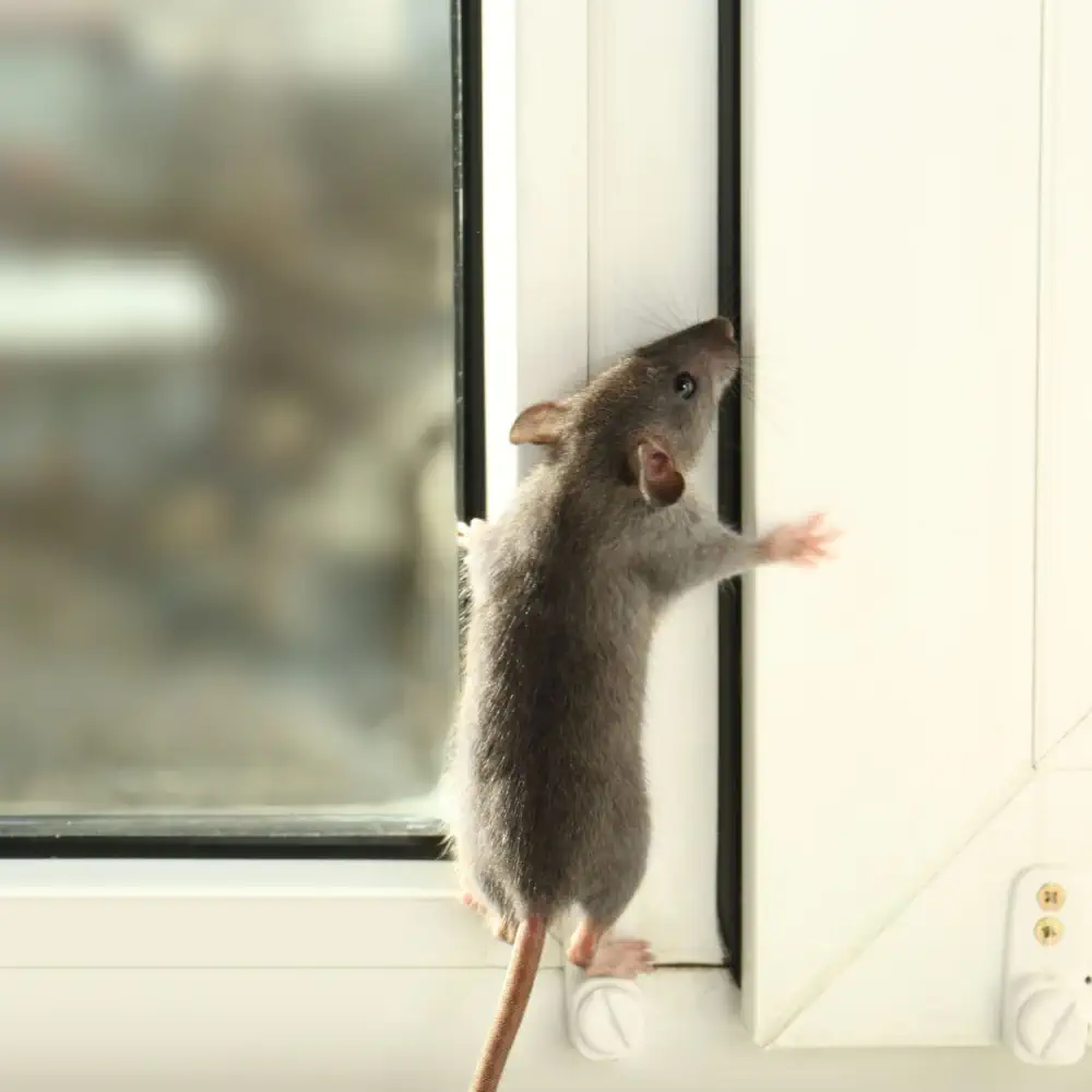 Steiner Rodent Treatment Product Image
