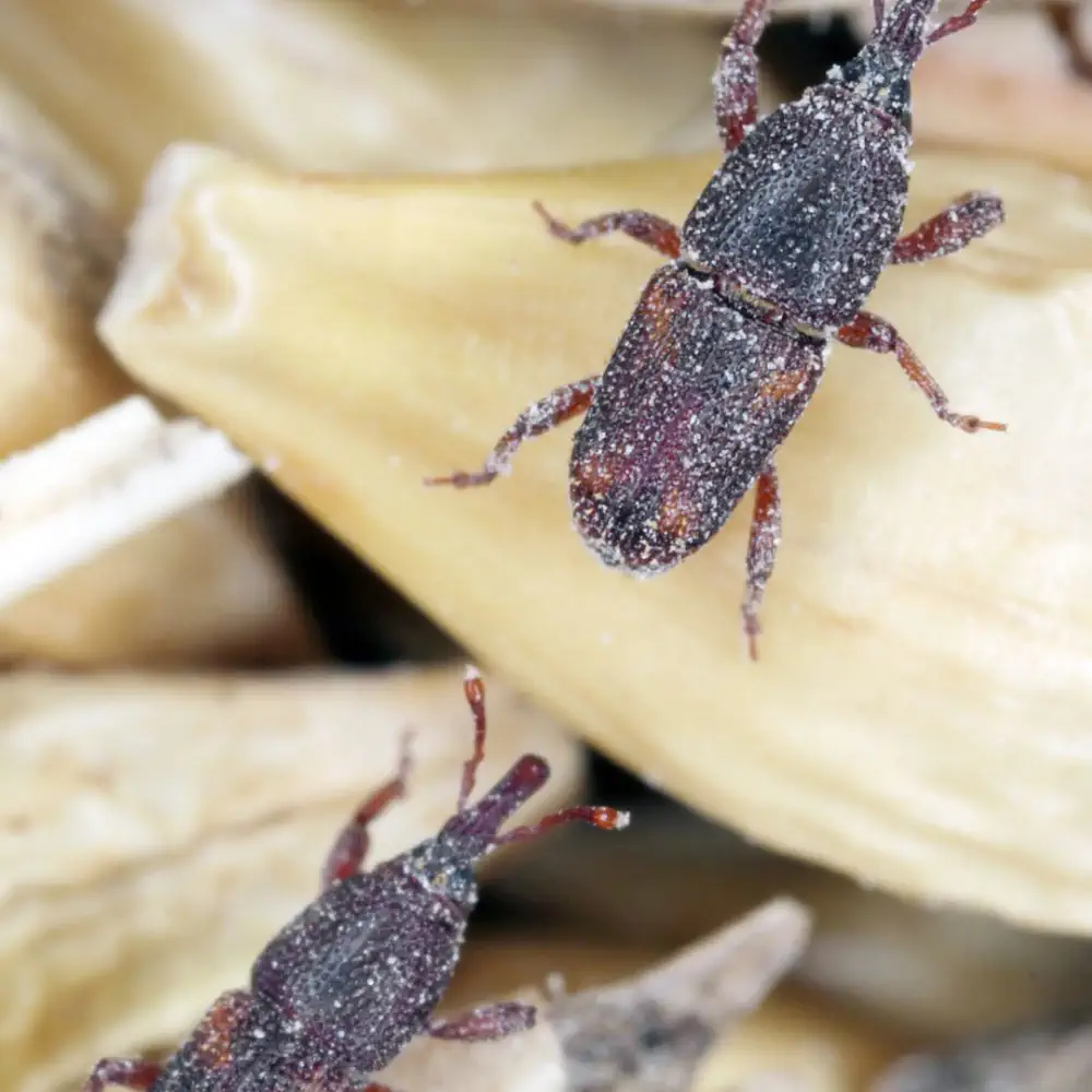Steiner Stored Products Pest Control Product Image