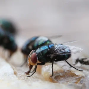 Steiner Fly Treatment Product Image