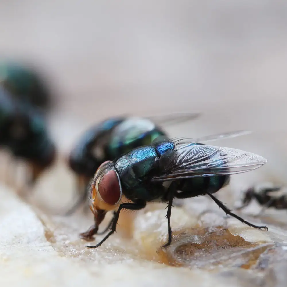 Steiner Fly Treatment Product Image