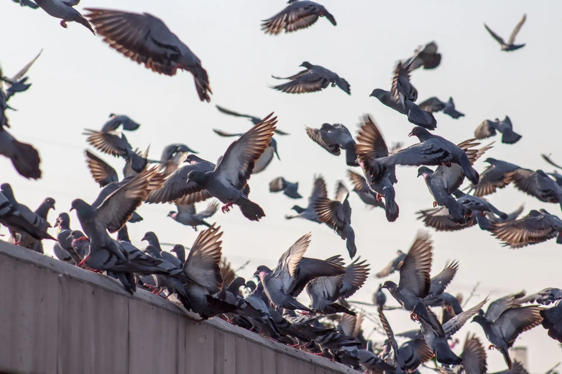 Bird Infestation