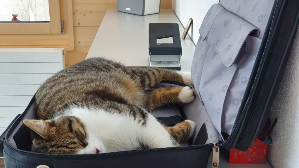 Pets In Office