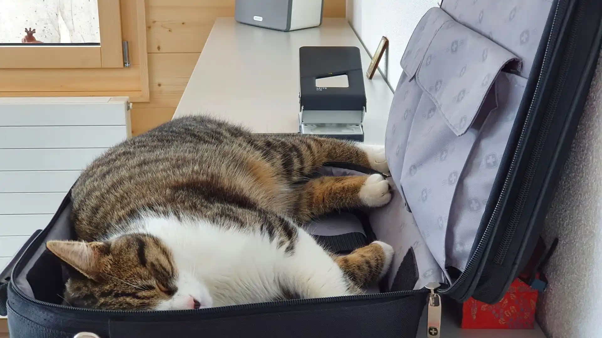 Pets In Office