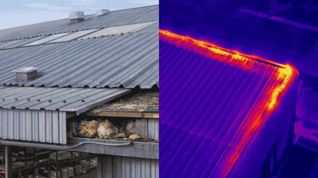 Drone Thermal Pest Identification