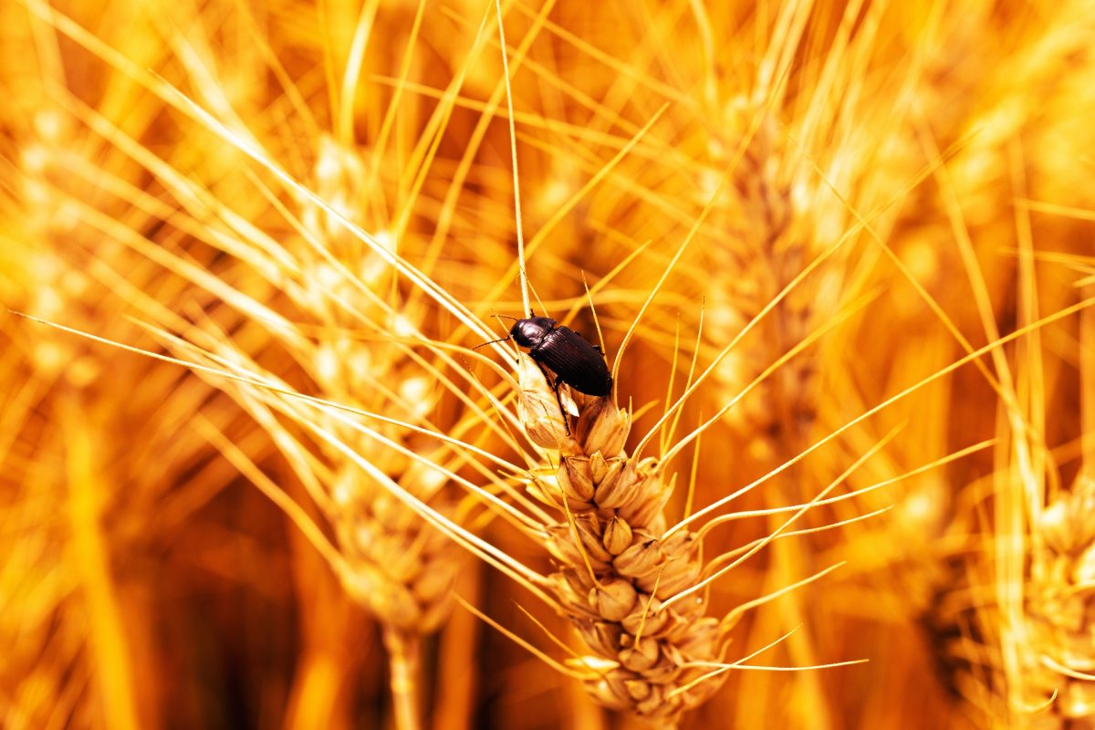 An insect contaminating a wheat crop