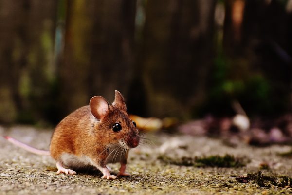 Common rodent found in homes and offices in South Africa