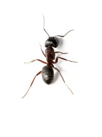 ant treatment