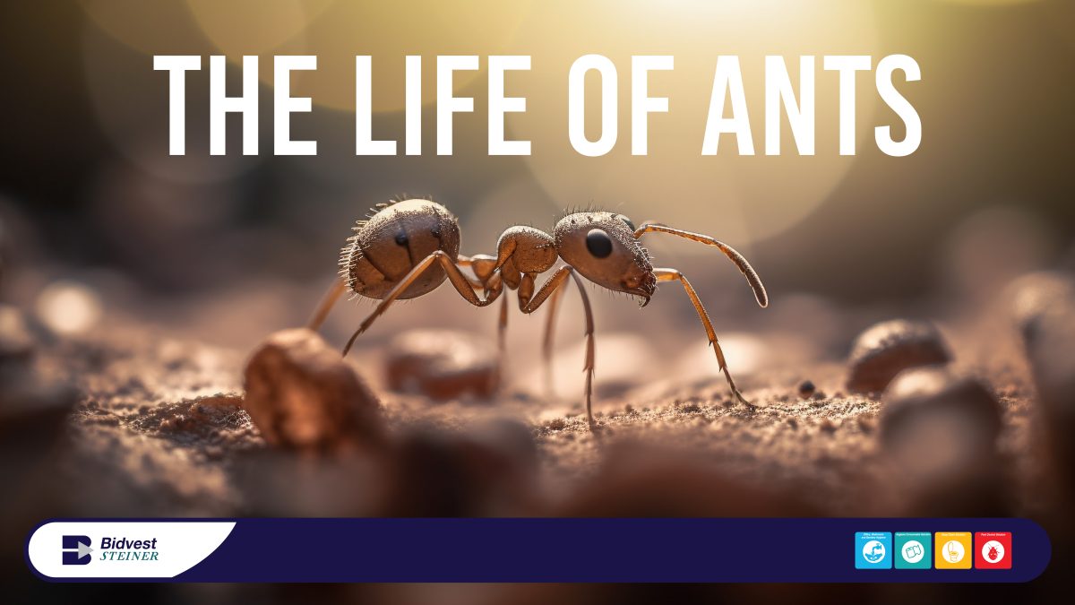 The life of Ants by Bidvest Steiner