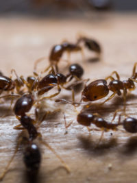 Ant Treatment Services In South Africa | Bidvest Steiner
