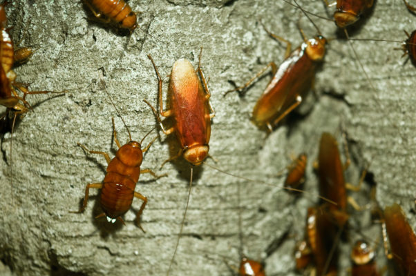 Cockroach Treatment Services In South Africa | Bidvest St