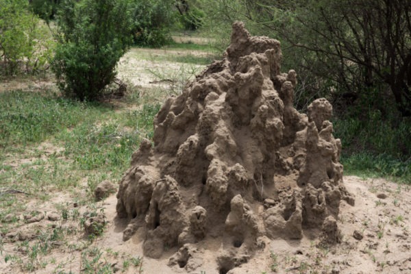 empires of the undergrowth termites