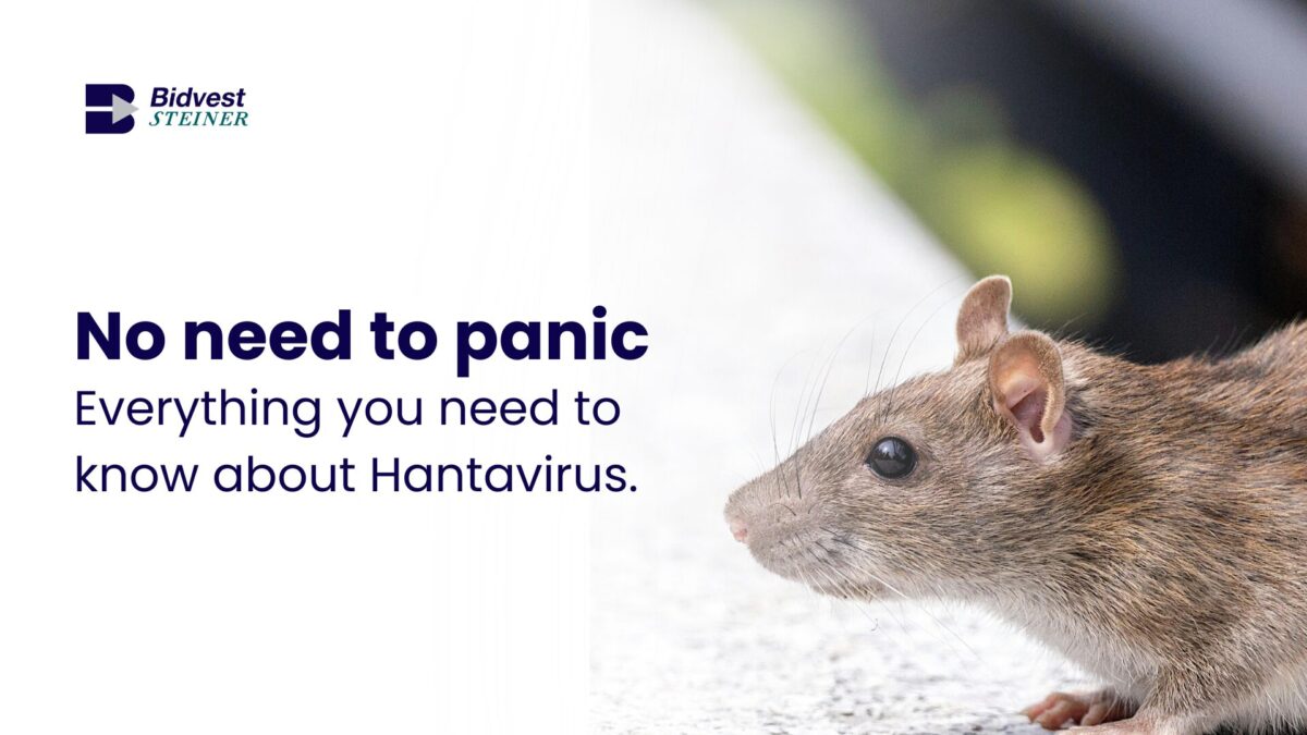 Hantavirus. Picture of a rat.