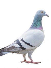pigeon - bird treatment