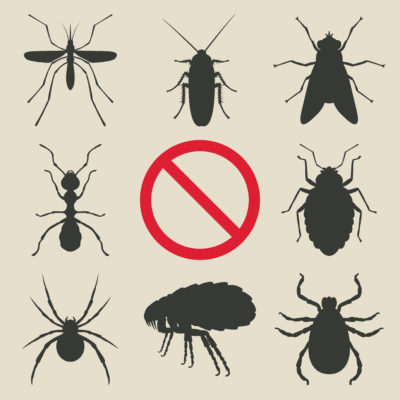 Pest Prevalence in South Africa | Bidvest Steiner