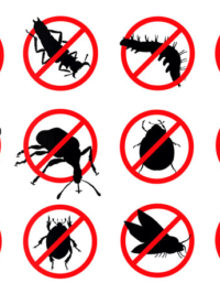 pest removal, treatment and control