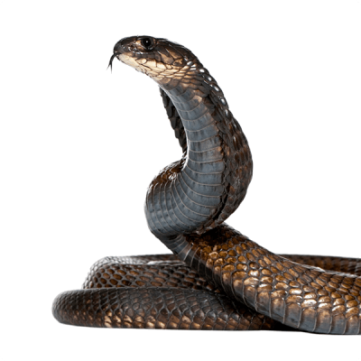Snake Treatment | Steiner Online