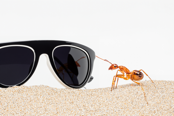 ant looking into sunglasses