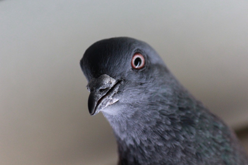 pigeons can bring in problems, make sure to treat and control birds