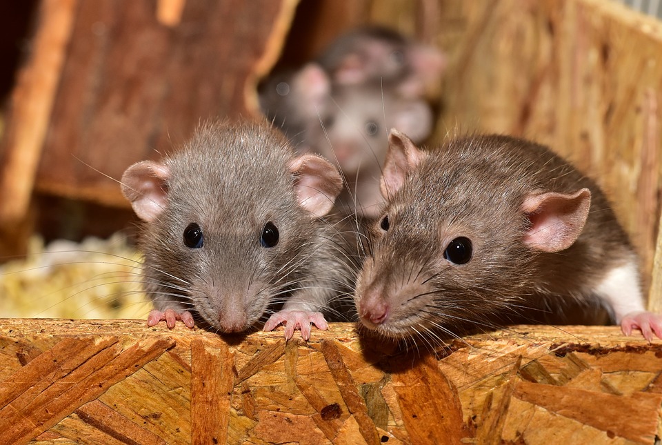 Rodent Treatment Services | Bidvest Steiner