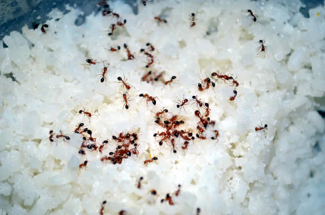 ant infestation - pest control