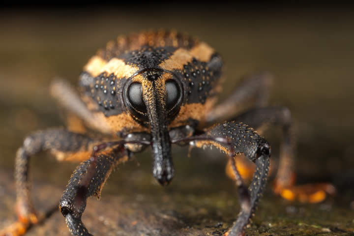 weevil closeup