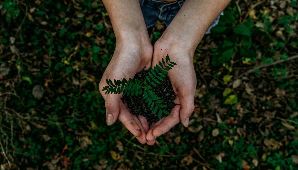 Hands holding plants by Noah Buscher. ESG: Bidvest Steiner's Sustainability promise