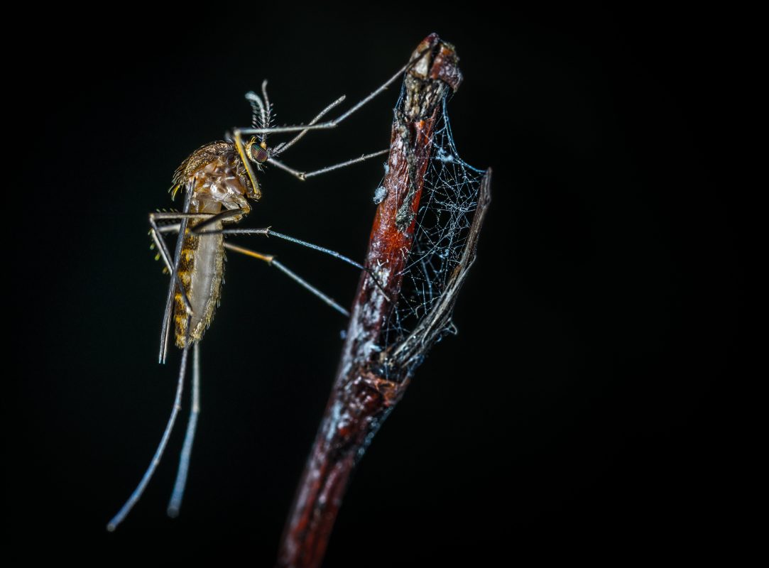 Mosquito on stick - Mosquito Repellent