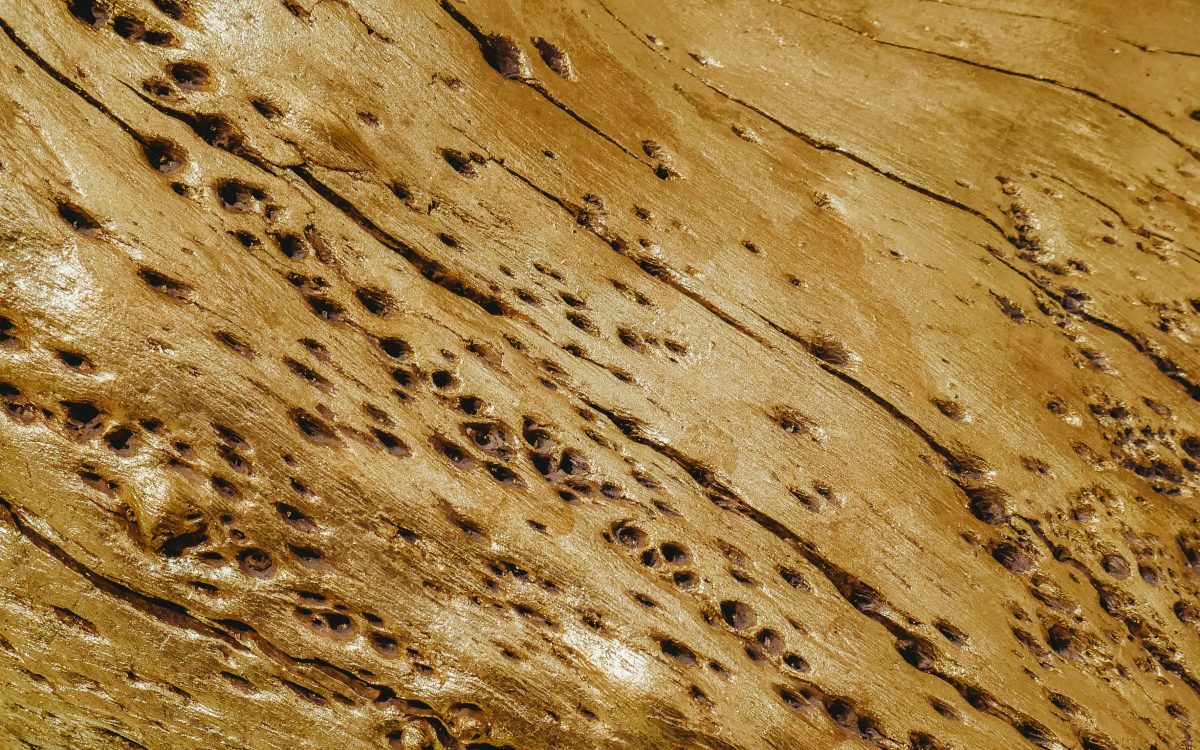 Wood damaged by Termites