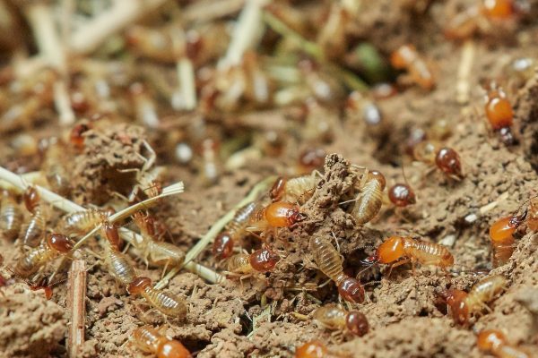 Termite colony - pest removal servicces